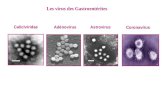 Virus Norwalk. AdénovirusAstrovirus Caliciviridae Coronavirus « étoile » « couronne » Les virus des Gastroentérites.