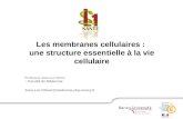 Professeur Jean-Luc Olivier > Faculté de Médecine Jean-Luc.Olivier@medecine.uhp-nancy.fr Les membranes cellulaires : une structure essentielle à la vie.