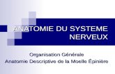 ANATOMIE DU SYSTEME NERVEUX Organisation Générale Anatomie Descriptive de la Moelle Épinière.