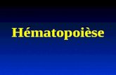 Hématopoièse. Tissus de lhématopoièse l l Définition: Tissus dans lesquels les cellules sanguines sont formées l l Sites de lhématopoièse : n n La moelle.
