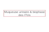 Muqueuse urinaire & biophase des ITUs. Muqueuse urinaire= Urothélium + stroma sous jacent.