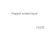 Rappel anatomique Dr ALLOUANE Dr OURAGINI. arteriographieAngio-TDM arteriographieAngio-RM.