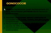 GONOCOCCIE 1. Maladie bactérienne quasi exclusivement STI ou à transmission périnatale due à Neisseria gonorrohoeae 2. Atteintes muqueuses surtout uréthrales.