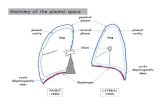 (Miserocchi, Eur Respir J 1997;10:219-225) Drainage veineux de la plèvre pariétale Veines bronchiques (Sahn ARRD 1988)