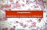 Campylobacter : Bactériémies et résistance aux antibiotiques.