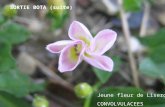 SORTIE BOTA (suite) Jeune fleur de Liseron CONVOLVULACEES.