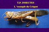 T.P. INSECTES L exemple du Criquet. Morphologie externe du Criquet (vue latérale gauche) Arthropode, Insecte Métamérisation hétéronome (tagmatisation.