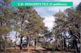 T.P. PINOPHYTES (Conifères). Feuilles et rameaux des pins.