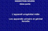 DISSECTION SOURIS 2ème partie L'appareil urogénital mâle Les appareils urinaire et génital femelle.