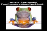 LA GRENOUILLE (plan dorganisation) Lappareil respiratoire et sa relation avec lappareil circulatoire.