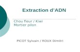 Extraction dADN PICOT Sylvain / ROUX Dimitri Chou fleur / Kiwi Mortier pilon.