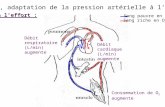 TP7, adaptation de la pression artérielle à leffort Sang pauvre en O 2 Sang riche en O 2 à leffort : Consommation de O 2 augmente Débit respiratoire (L/min)