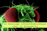 Le brassage intrachromosomique chez la drosophile H. Horion lycée Maupassant Fécamp.