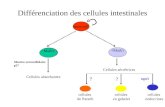 Différenciation des cellules intestinales Cellules absorbantes Cellules sécrétrices stem cell -Math1 cellules de Paneth cellules en gobelet cellules endocrines.
