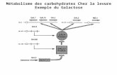 Métabolisme des carbohydrates Chez la levure Exemple du Galactose.