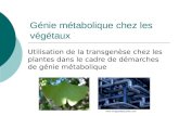 Génie métabolique chez les végétaux Utilisation de la transgenèse chez les plantes dans le cadre de démarches de génie métabolique