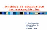 Synthèse et dégradation des macromolécules M. Costopoulos Laboratoire de Biologie Octobre 2009.