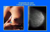 Anatomie du sein V Bazile (IFMEM AP-HP). Evolution de la glande mammaire.