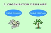 2. ORGANISATION TISSULAIRE TISSUS ANIMAUXTISSUS VEGETAUX.