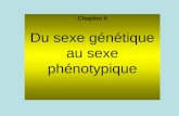 Chapitre 4 Du sexe génétique au sexe phénotypique.