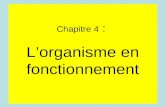 Chapitre 4 : Lorganisme en fonctionnement. Introduction Rappel : Organisme = « machine » qui transforme de lénergie Problèmes : au cours de leffort physique.