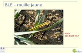 BLE – rouille jaune Race 233 E169 V17. Maladie la plus ancienne des céréales (blé, orge, seigle, avoine) Connue en France depuis le milieu du 17ème.