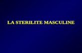 LA STERILITE MASCULINE. Définition On parle de stérilité dun couple après 18 à 24 mois de sexualité normale, avec des rapports efficaces, des éjaculations.