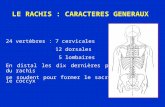 LE RACHIS : CARACTERES GENERAUX 24 vertèbres : 7 cervicales 12 dorsales 5 lombaires En distal les dix dernières pièces du rachis se soudent pour former.