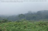 A 35 kms au nord ouest de Bukavu, à Kahuzi Biega, on se trouve en pleine nature. La forêt, les grandes fougères, les hauts arbres, 2100 m daltitude, des.