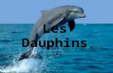 Les Dauphins Exposé de Lucas Wild CE2. Description Un dauphin pèse jusquà 600 kilos et mesure environ 2,50 mètres. Il vit jusquà 40 ans. Il a un museau.