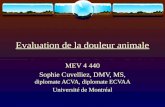 Evaluation de la douleur animale MEV 4 440 Sophie Cuvelliez, DMV, MS, diplomate ACVA, diplomate ECVAA Université de Montréal.