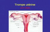 Trompe utérine A-P UZEL Trompe utérine La trompe utérine ou salpinx = conduit musculo membraneux pair qui prolonge une corne utérine Livre passage au.