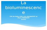 La bioluminescence TPE De Nelly LAM, Erin PACQUETET et Elyne KERMANN 1ereS1.