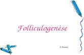Folliculogenèse A. Bouaziz. La folliculogenèse débute pdt la vie fœtale, entre les 7 ème et 9 ème mois, par la mise en place des follicules primordiaux.