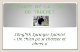 É LEVAGE DE LA C ÎME DU T RUCHET LEnglish Springer Spaniel « Un chien pour chasser et aimer »