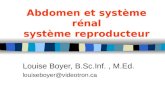 Abdomen et système rénal système reproducteur Louise Boyer, B.Sc.Inf., M.Ed. louiseboyer@videotron.ca.