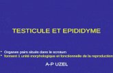 TESTICULE ET EPIDIDYME Organes pairs situés dans le scrotum forment 1 unité morphologique et fonctionnelle de la reproduction A-P UZEL.