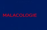 MALACOLOGIE. Quest ce que la malacologie ? La malacologie (de "malakos" en Grec qui signifie mou) est la science qui étudie les Mollusques, quils possèdent.
