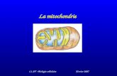 La mitochondrie L1 SV - Biologie cellulaireFévrier 2007.