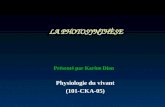 LA PHOTOSYNTHÈSE Physiologie du vivant (101-CKA-05) Présenté par Karine Dion.