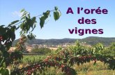 A lorée des vignes. Entre Coteaux du Lyonnais et Beaujolais, venez découvrir…