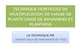 TECHNIQUE HORTICOLE DE MULTIPLICATION DE MASSE DE PLANTS SAINS DE BANANIERS ET PLANTAINS LA TECHNIQUE PIF ( PLANTS ISSUS DE FRAGMENTS DE TIGE ) LA TECHNIQUE.