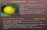 La bergamote (agrumes) En réalité, la bergamote est une sous-espèce de lorange Amère. Les fruits, dun diamètre de 5 à 7cm, sont jaunâtres, et leur chair.