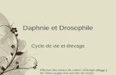 Free Powerpoint TemplatesPage 1 Daphnie et Drosophile Cycle de vie et élevage Effectuer des travaux de culture, délevage et de culture in vitro ainsi que.