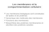 Les membranes et la compartimentation cellulaire Les membranes biologiques sont constituées de lipides et de protéines Dynamique des molécules des membranes.