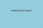 Helicobacter pylori. Helicobacter pylori est une bactérie qui infecte la muqueuse gastrique.bactérie muqueuse 80 % des ulcères gastro-duodénaux sont.