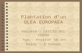 Plantation dun OLEA EUROPAEA Variété : LECCIO DEL CORNO Age : environ 50 ans Poids : 2 tonnes.