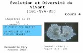 Évolution et Diversité du Vivant (101-NYA-05) Bernadette Féry Automne 2008 Chapitres 12 et 13 Campbell, 3 e édition LE CYCLE CELLULAIRE LA MÉIOSE ET LES.