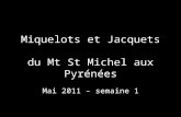 Miquelots et Jacquets du Mt St Michel aux Pyrénées Mai 2011 – semaine 1.