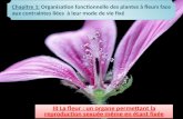 Chapitre 1: Organisation fonctionnelle des plantes à fleurs face aux contraintes liées à leur mode de vie fixé III La fleur : un organe permettant la reproduction.